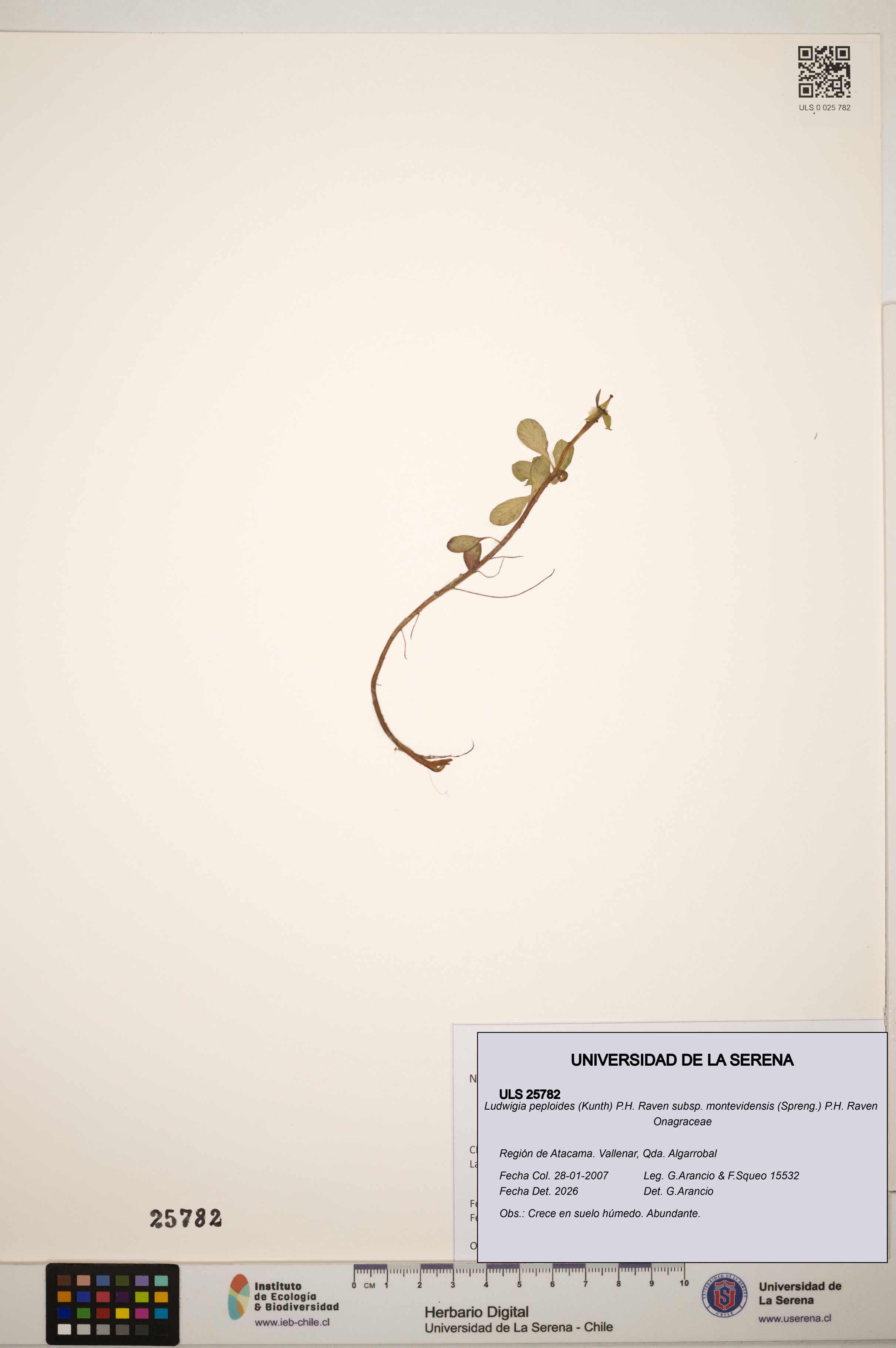 Ludwigia peploides subsp. montevidensis [Espécimen: ]