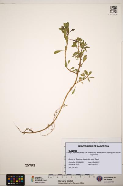 Ludwigia peploides subsp. montevidensis [Espécimen: ]