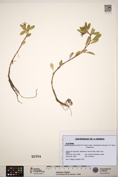 Ludwigia peploides subsp. montevidensis [Espécimen: ]