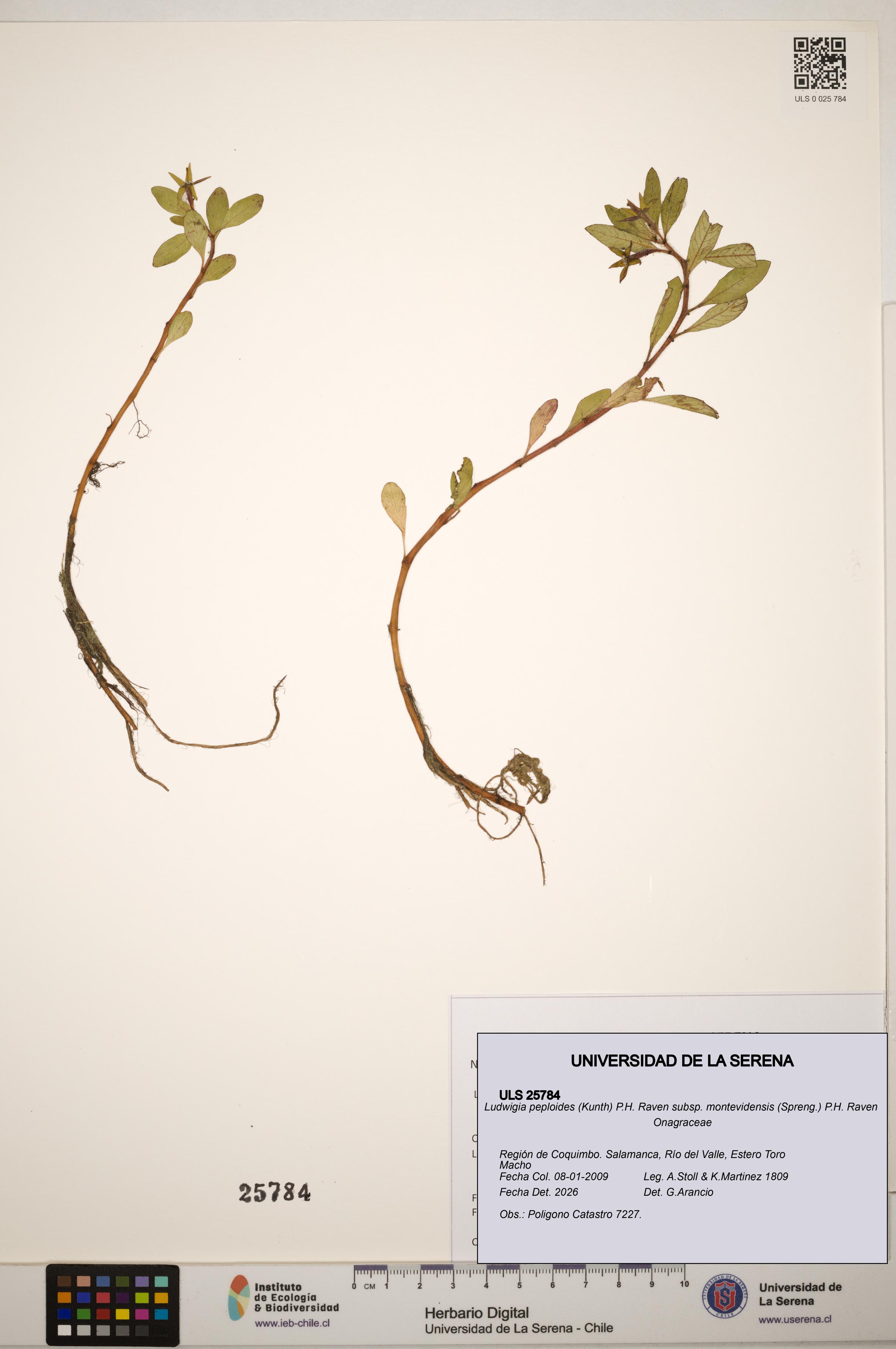 Ludwigia peploides subsp. montevidensis [Espécimen: ]
