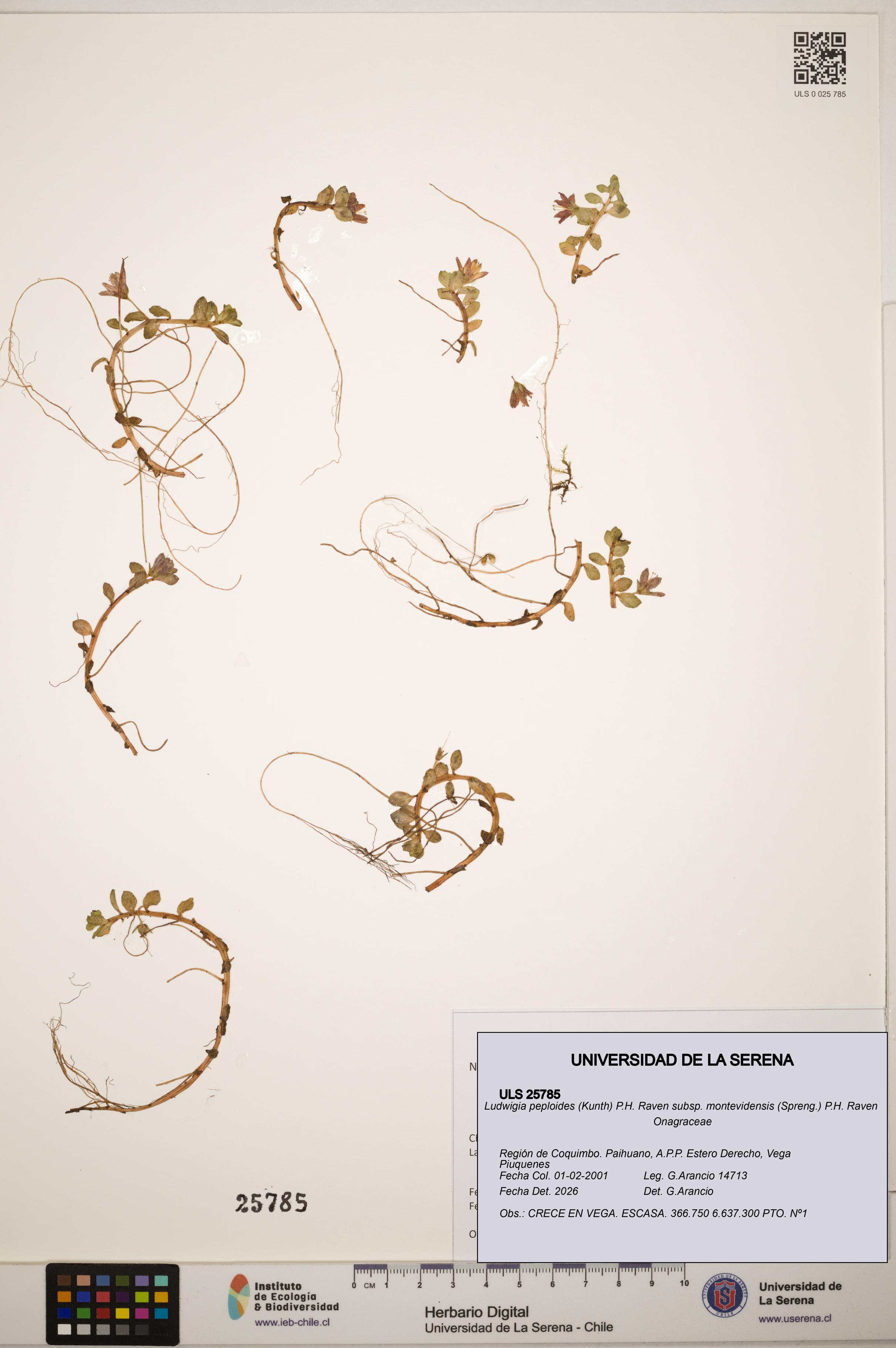 Ludwigia peploides subsp. montevidensis [Espécimen: ]