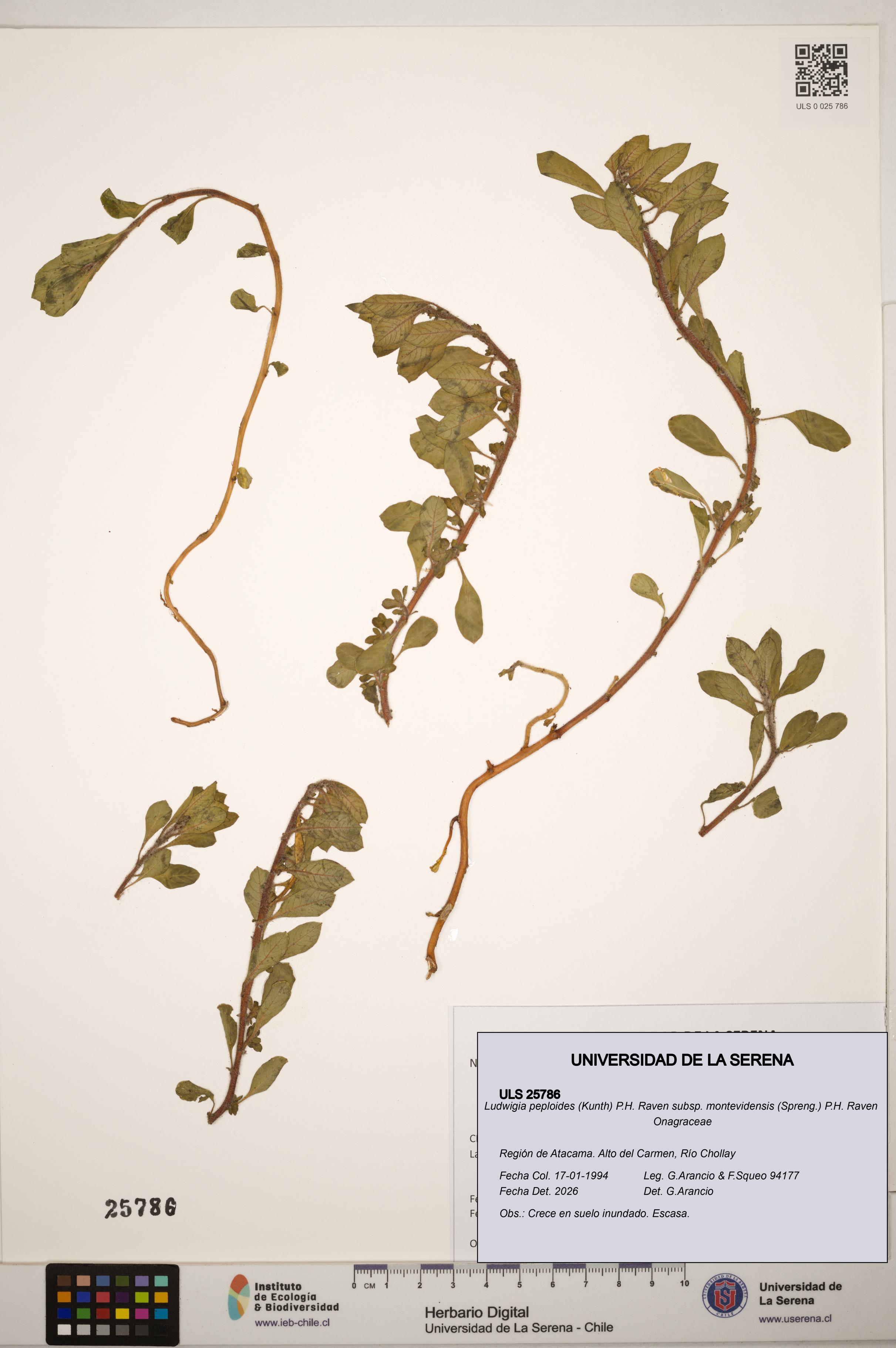 Ludwigia peploides subsp. montevidensis [Espécimen: ]