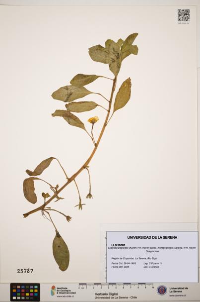 Ludwigia peploides subsp. montevidensis [Espécimen: ]