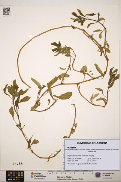 Ludwigia peploides subsp. montevidensis [Espécimen: ]