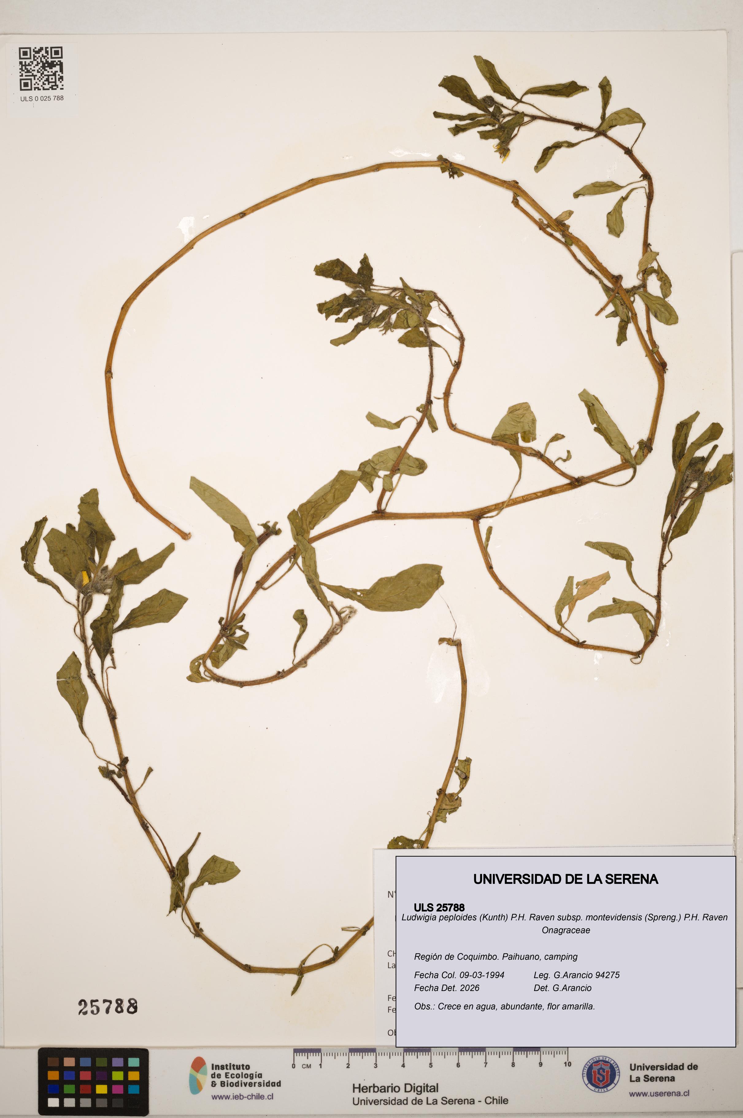 Ludwigia peploides subsp. montevidensis [Espécimen: ]