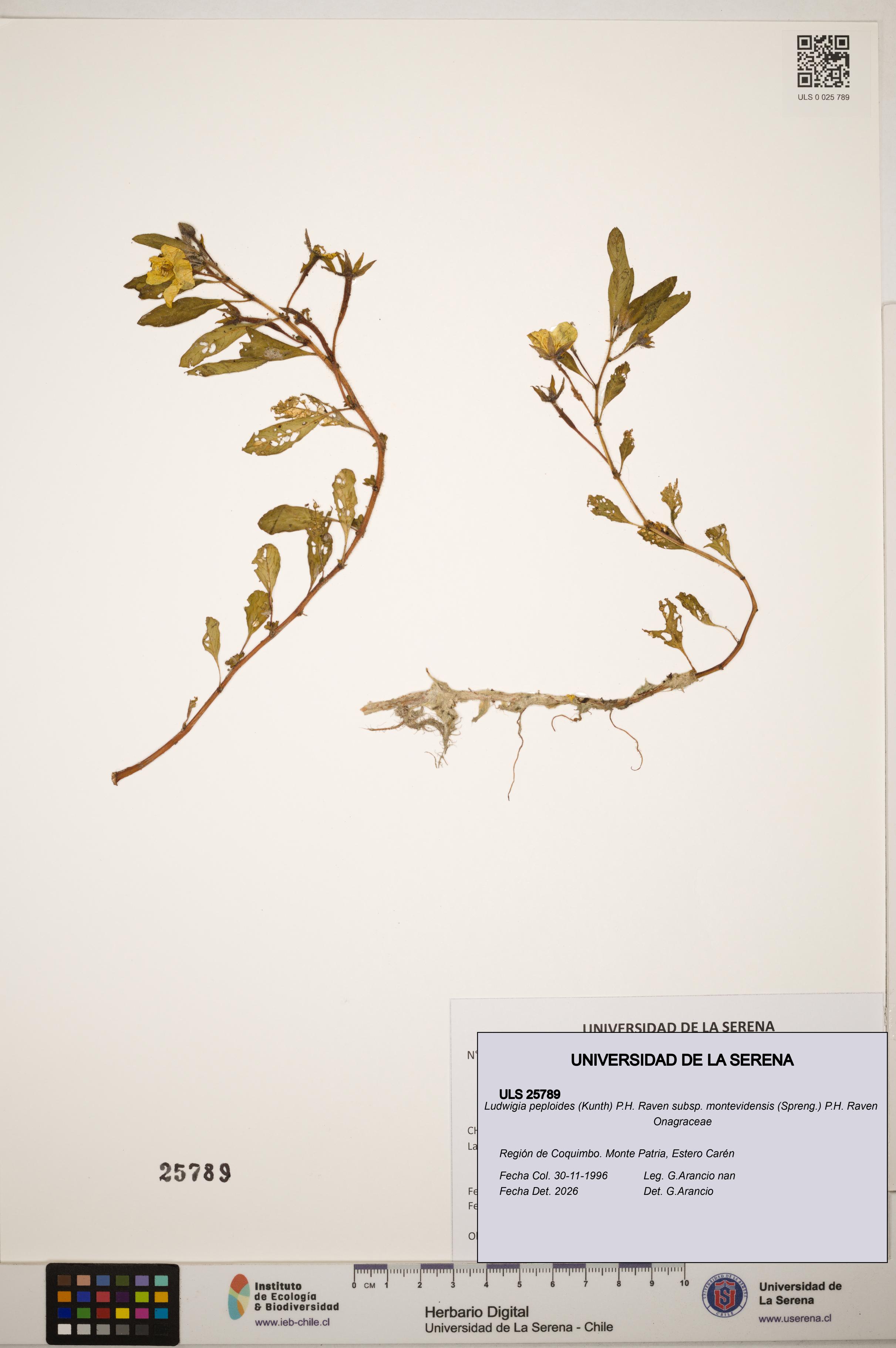 Ludwigia peploides subsp. montevidensis [Espécimen: ]