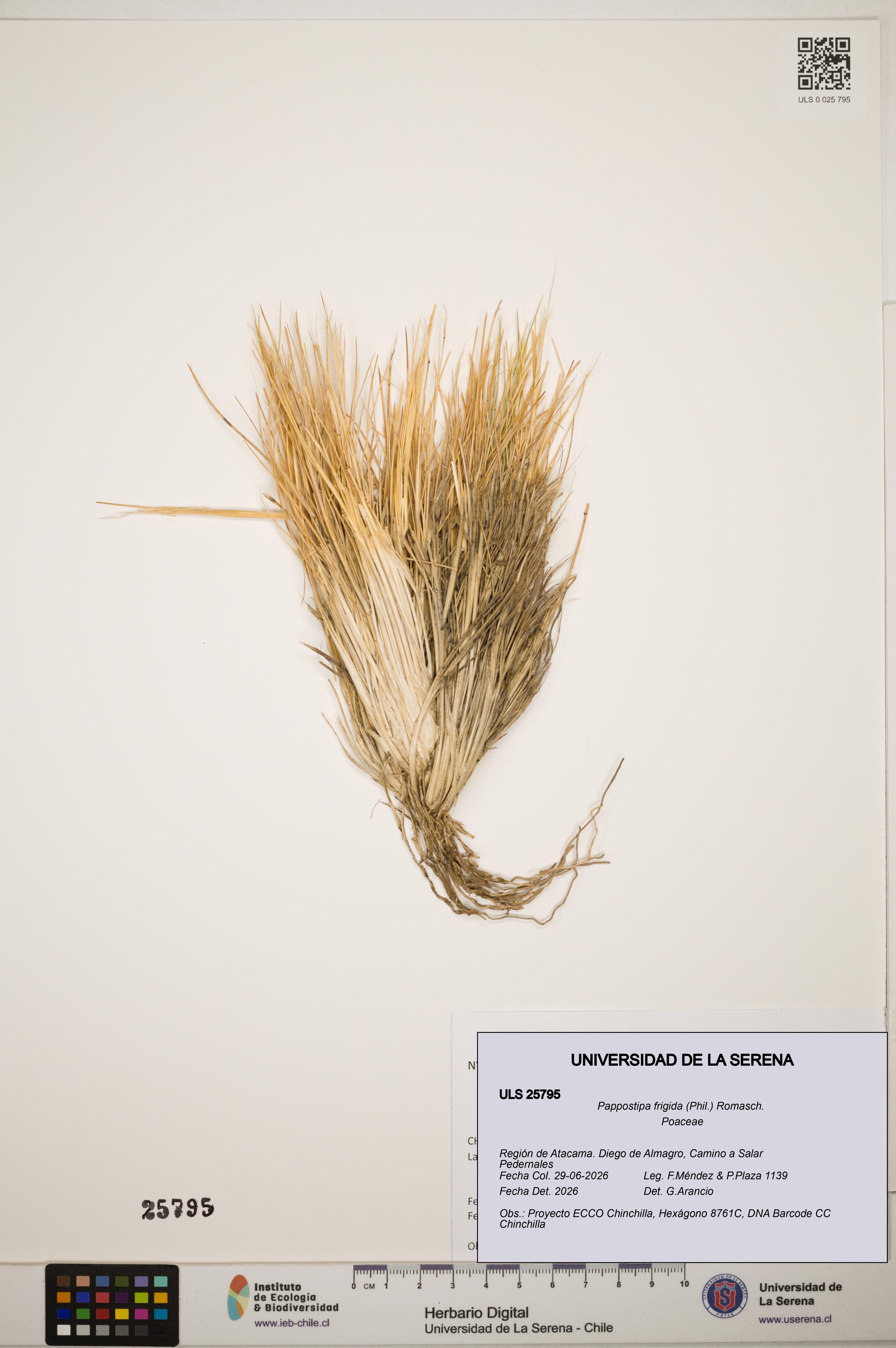 Pappostipa frigida [Espécimen: ]