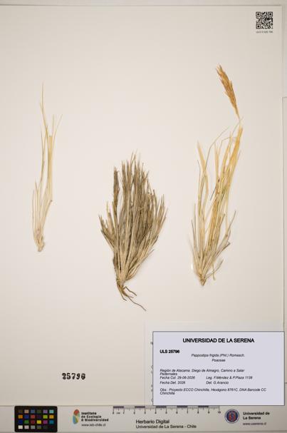 Pappostipa frigida [Espécimen: ]