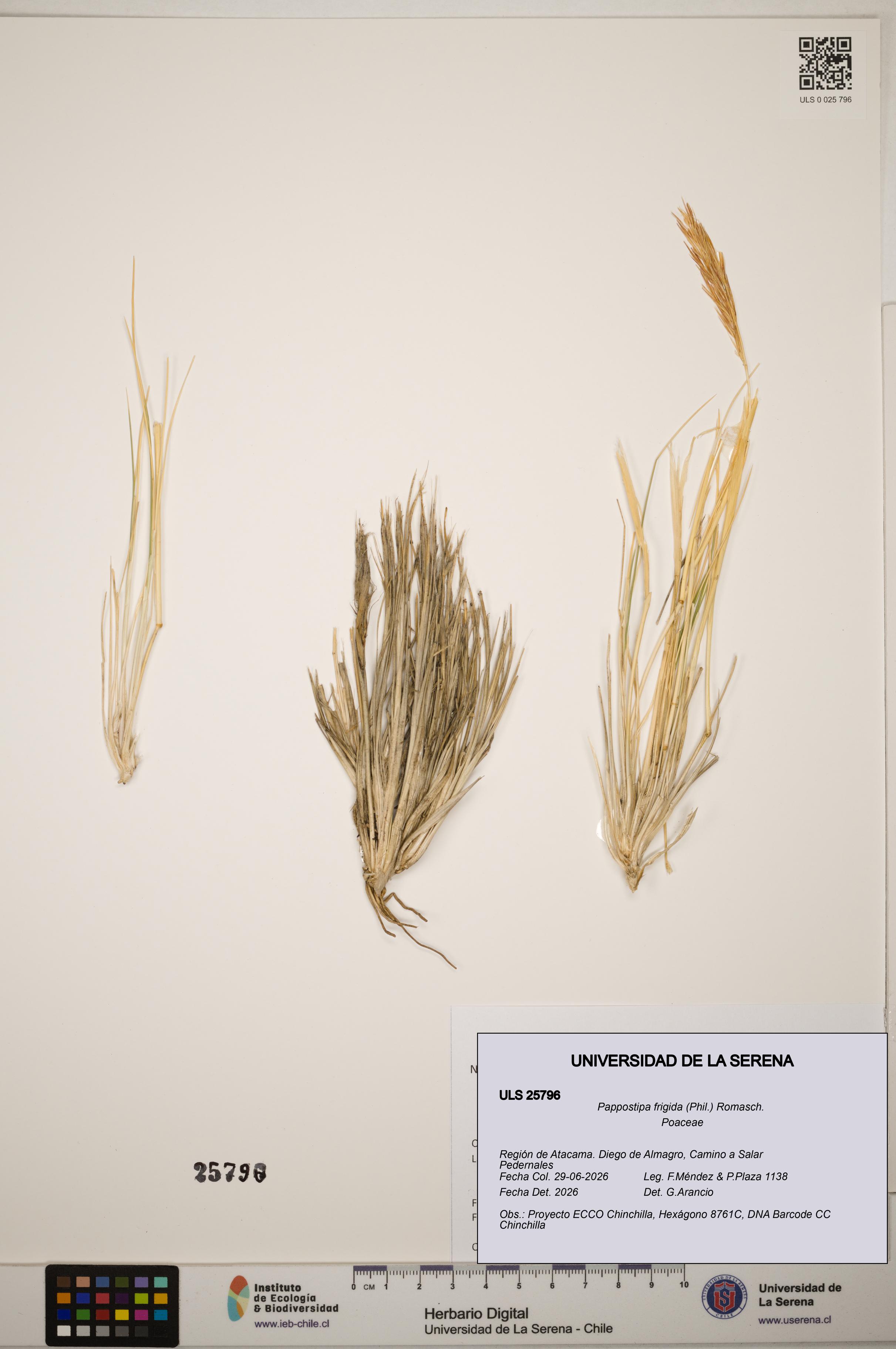 Pappostipa frigida [Espécimen: ]