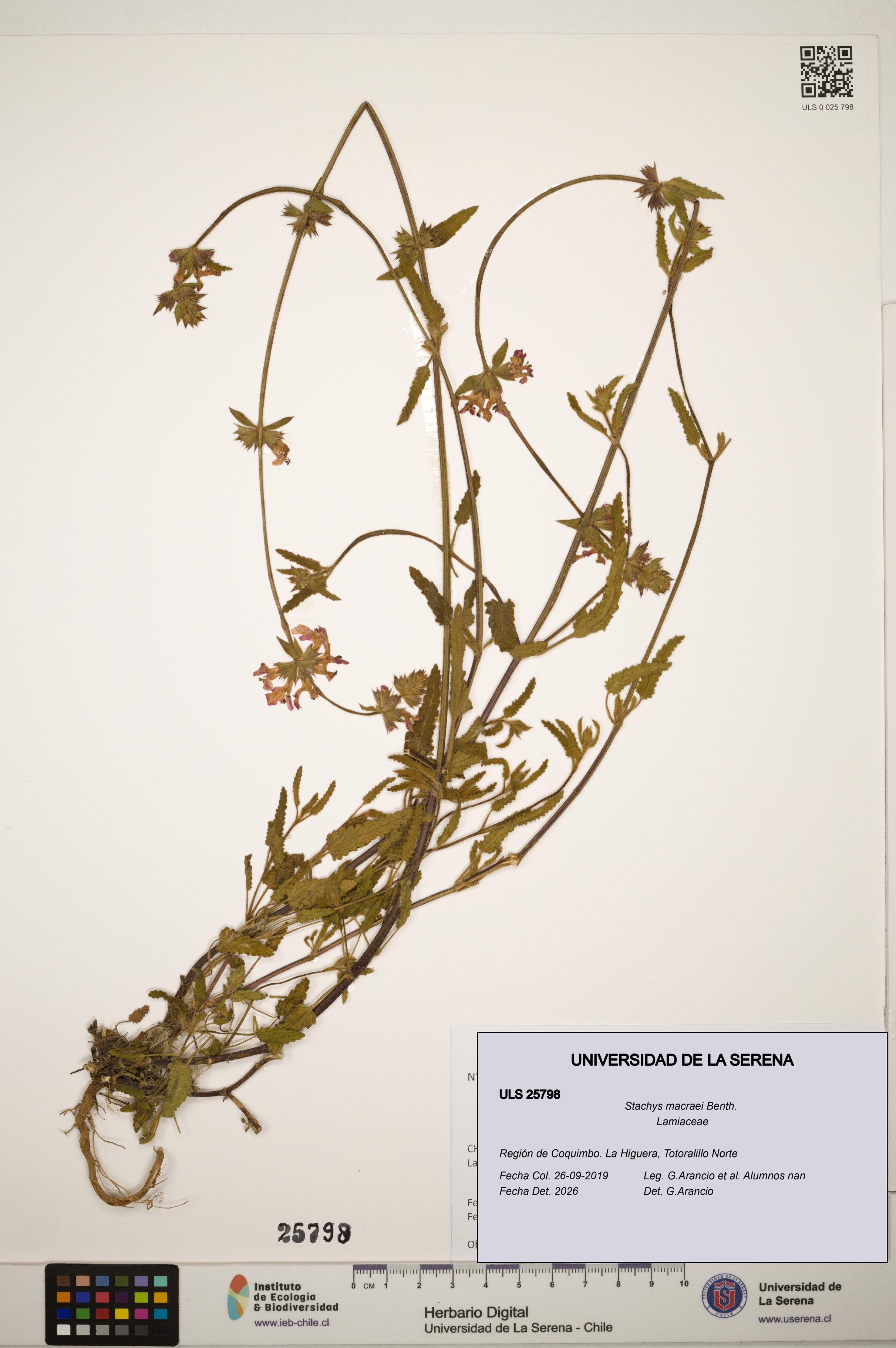 Stachys macraei [Espécimen: ]