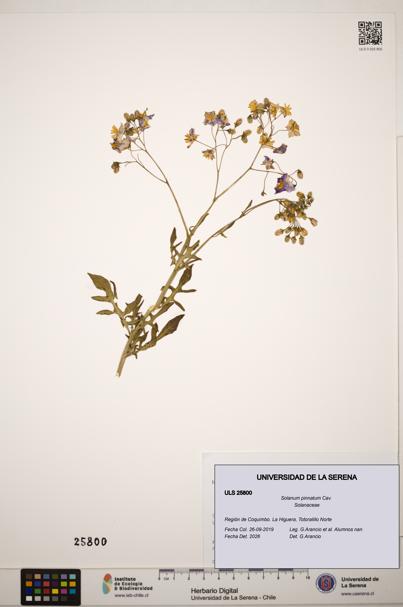 Solanum pinnatum [Espécimen: ]
