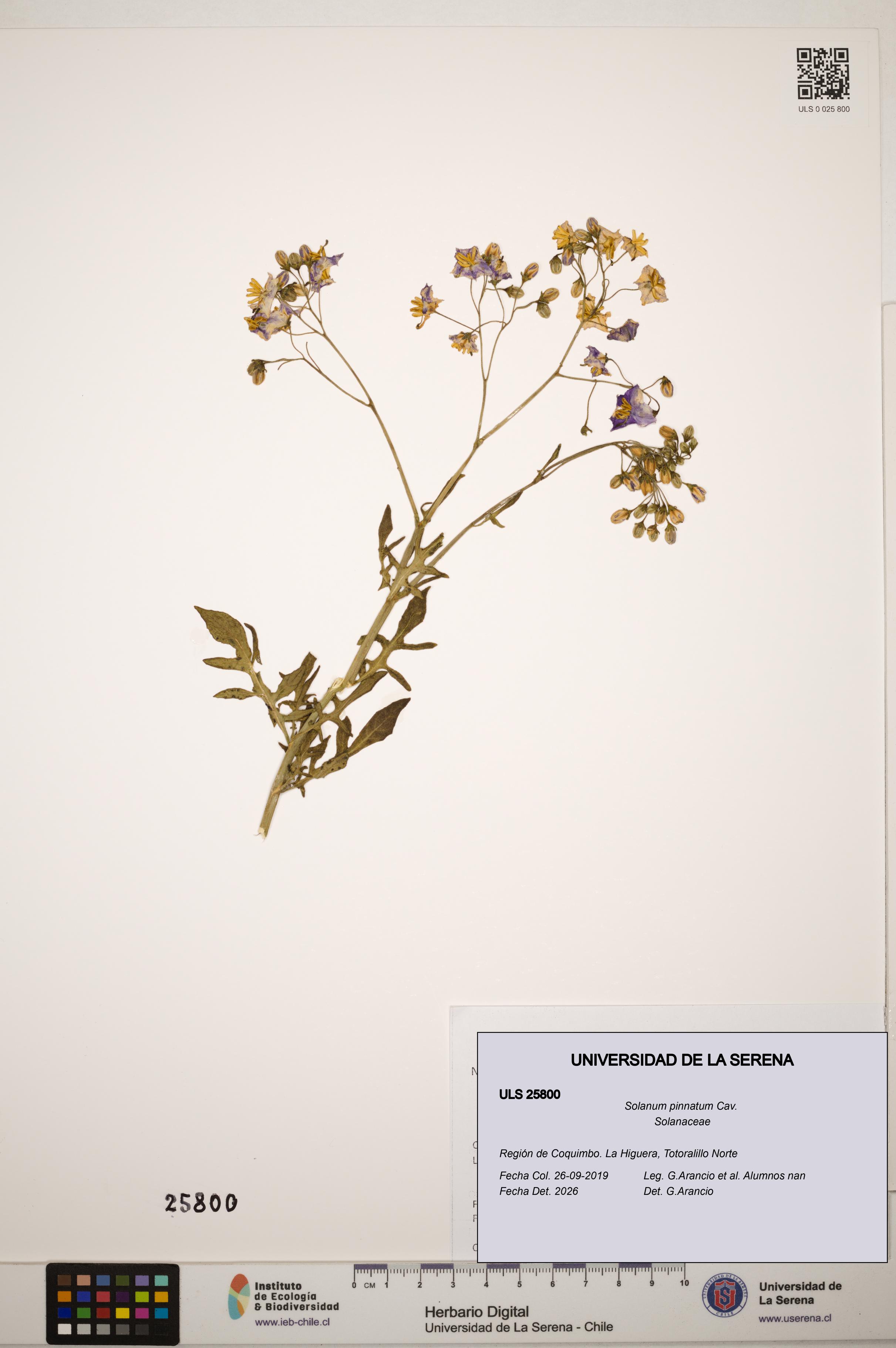 Solanum pinnatum [Espécimen: ]