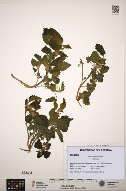 Urtica echinata [Espécimen: ]