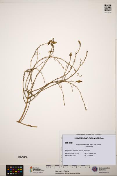 Nolana filifolia [Espécimen: ]