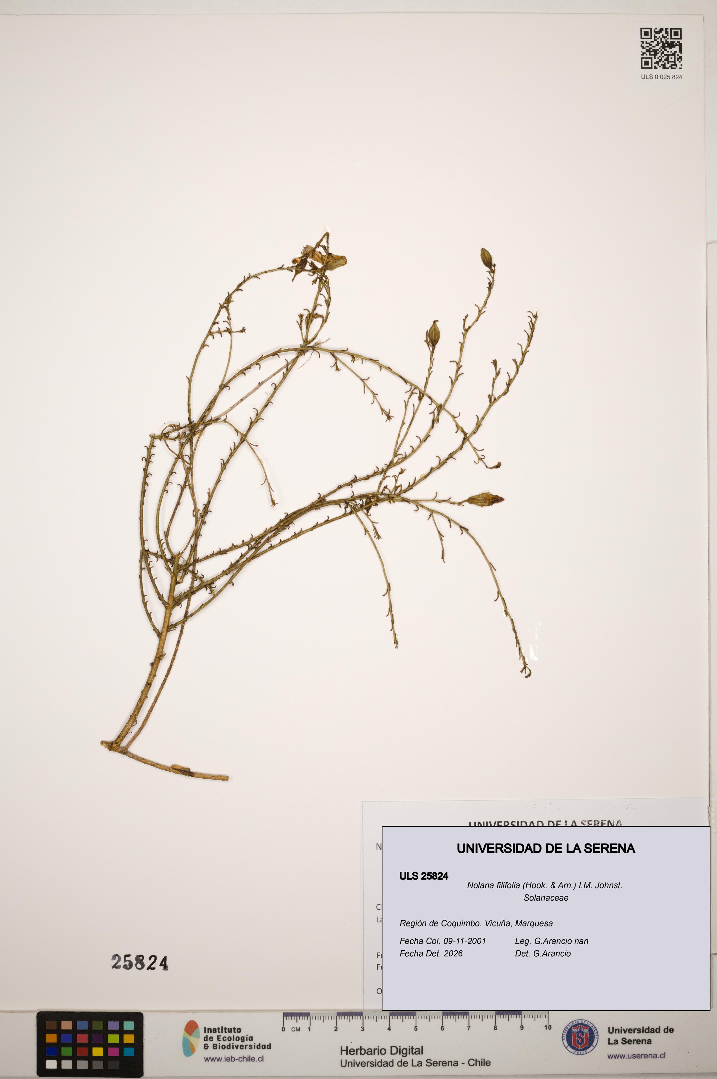 Nolana filifolia [Espécimen: ]