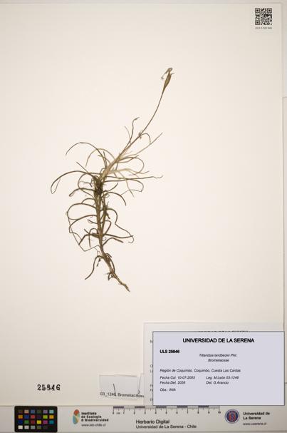 Tillandsia landbeckii [Espécimen: ]