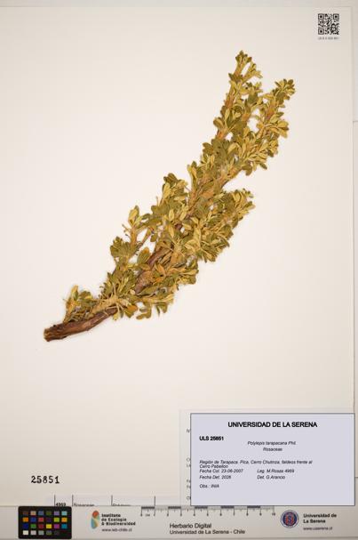 Polylepis tarapacana [Espécimen: ]