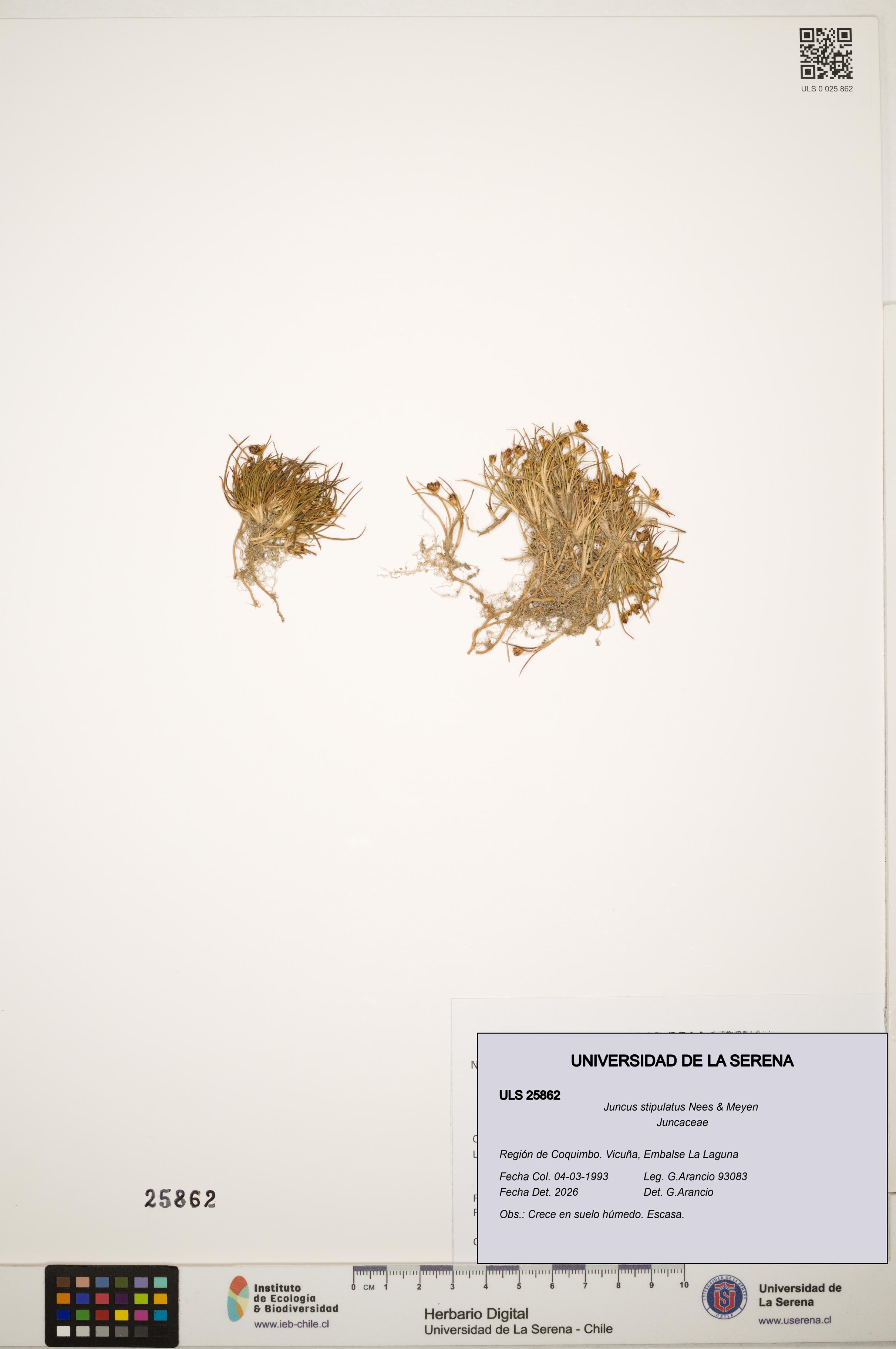 Juncus stipulatus [Espécimen: ]