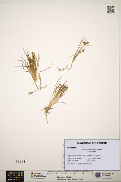 Juncus stipulatus [Espécimen: ]