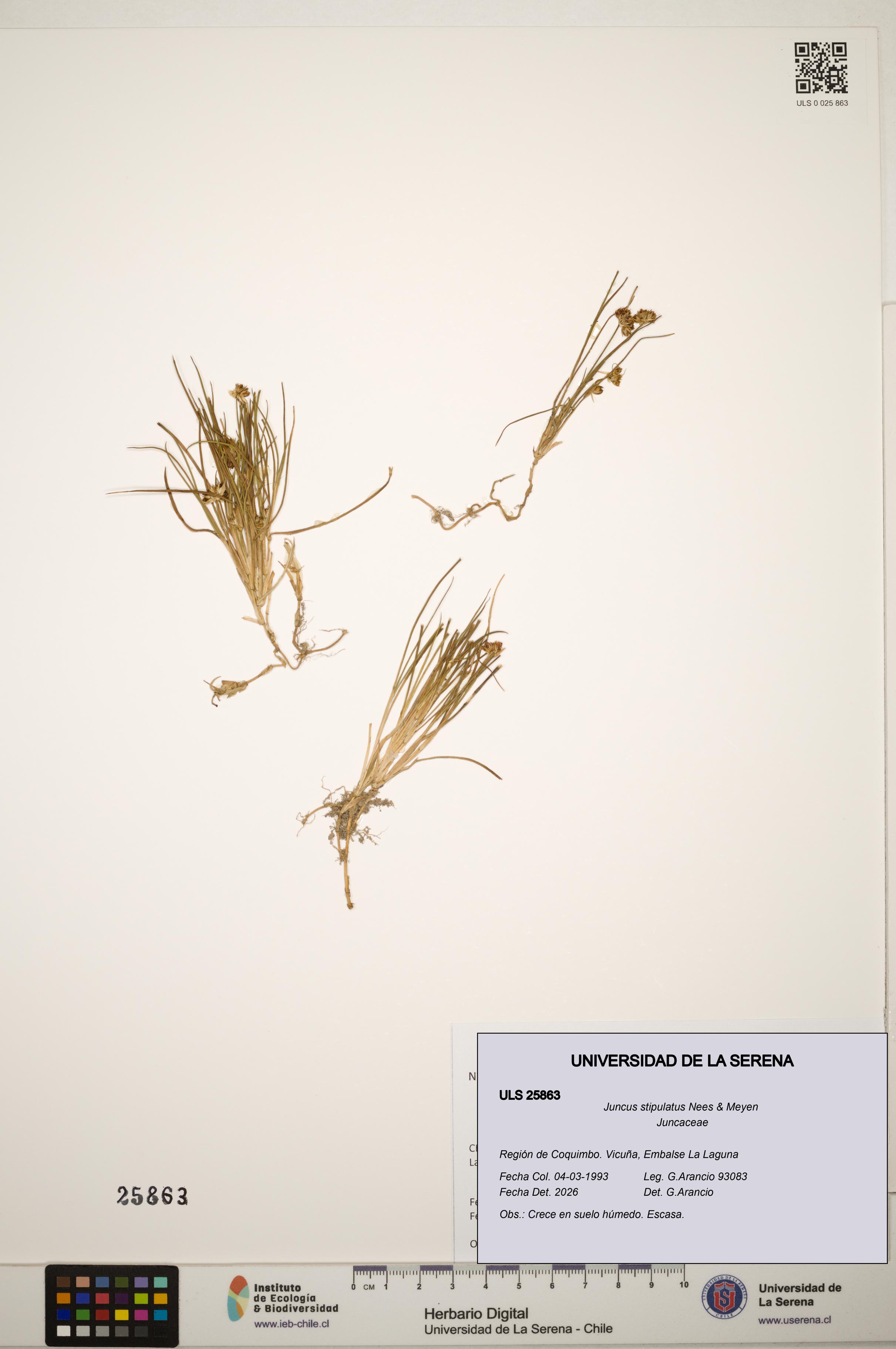 Juncus stipulatus [Espécimen: ]