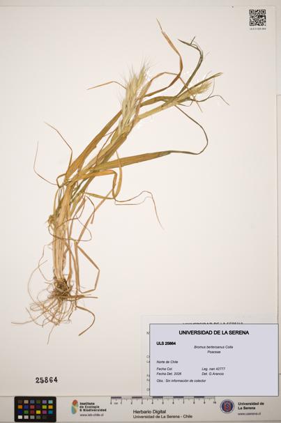 Bromus berteroanus [Espécimen: ]
