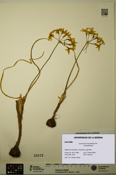 Leucocoryne macropetala [Espécimen: ULS:ULS:0031922]