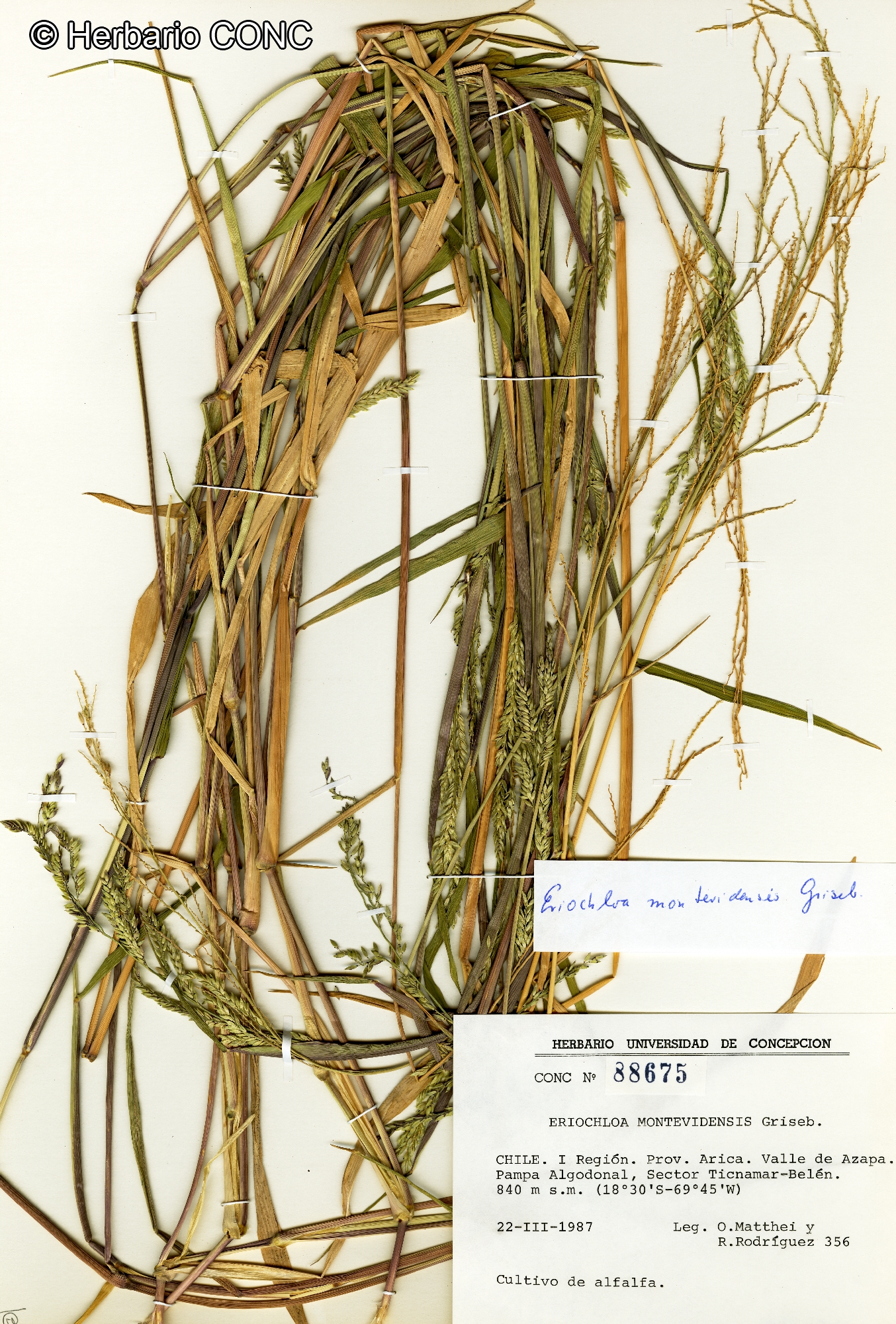 Eriochloa montevidensis [Imagen de galería: 30154]