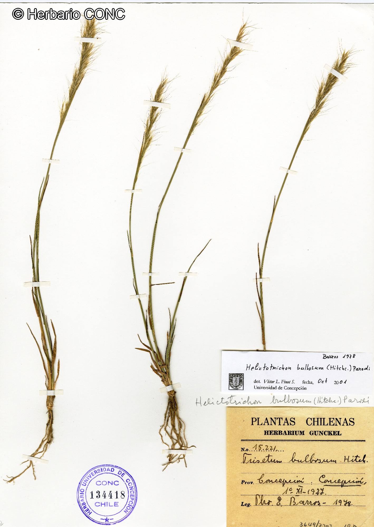 Condilorachia bulbosa [Imagen de galería: 30172]