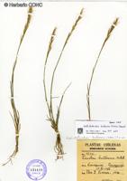 Condilorachia bulbosa [Imagen de galería: 30172]