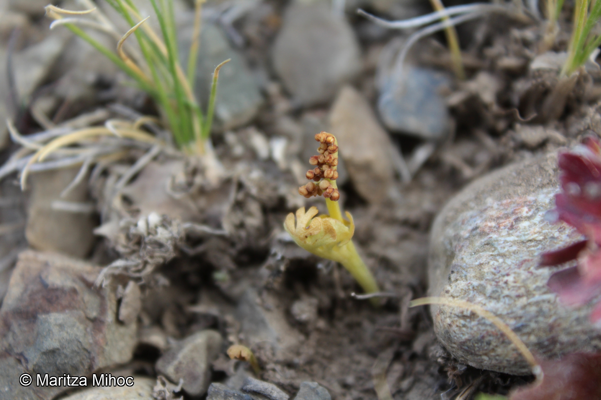 Botrychium dusenii [Imagen de galería: 29857]