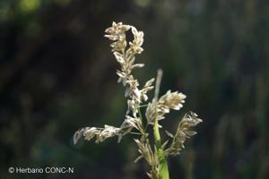 Melica longiflora [Imagen de galería: 30191]