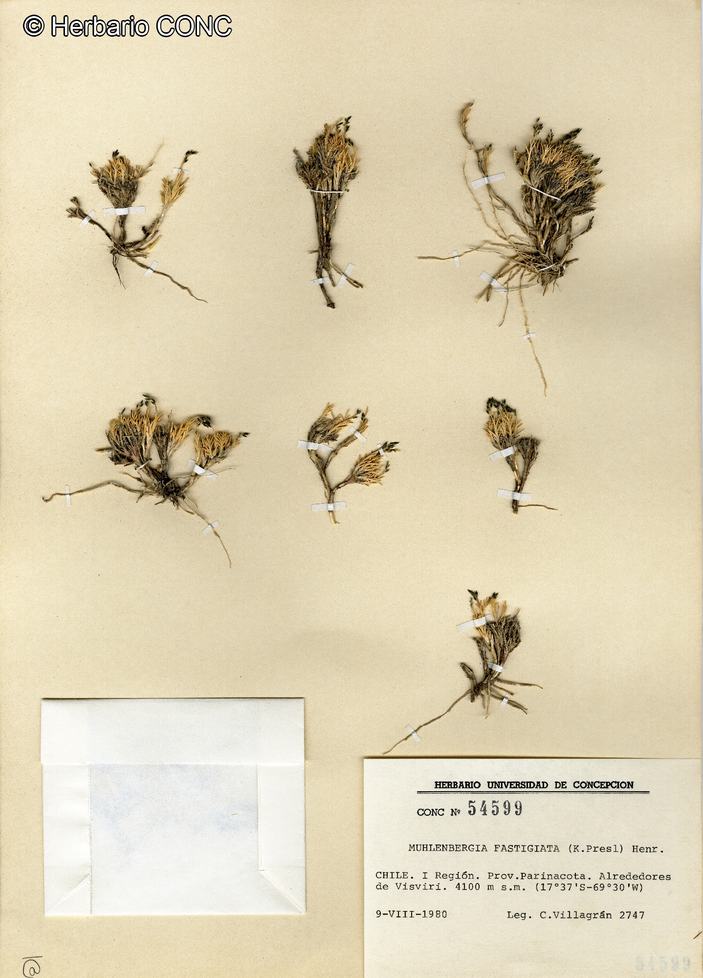 Muhlenbergia fastigiata [Imagen de galería: 30197]