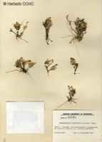 Muhlenbergia fastigiata [Imagen de galería: 30197]