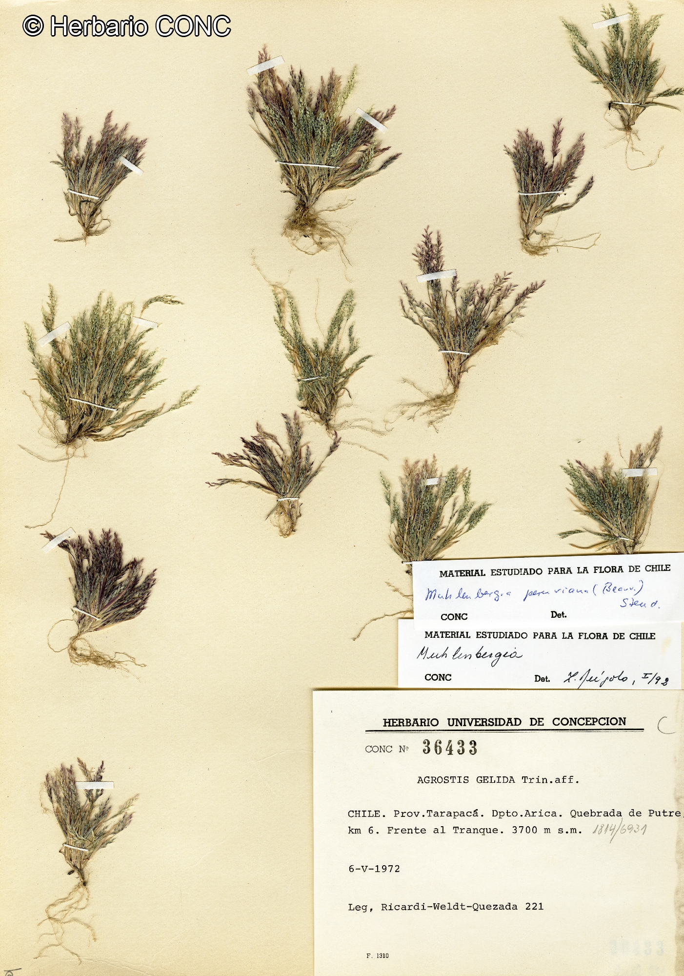 Muhlenbergia peruviana [Imagen de galería: 30198]