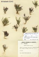 Muhlenbergia peruviana [Imagen de galería: 30198]