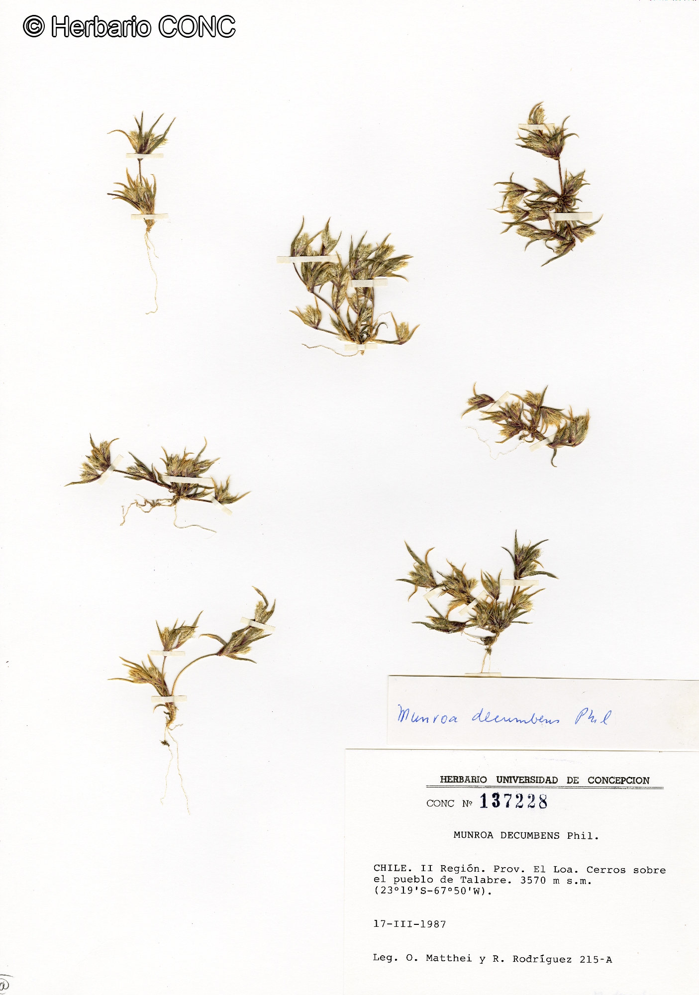 Munroa decumbens [Imagen de galería: 30201]