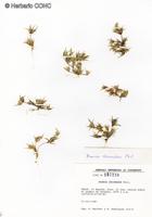 Munroa decumbens [Imagen de galería: 30201]