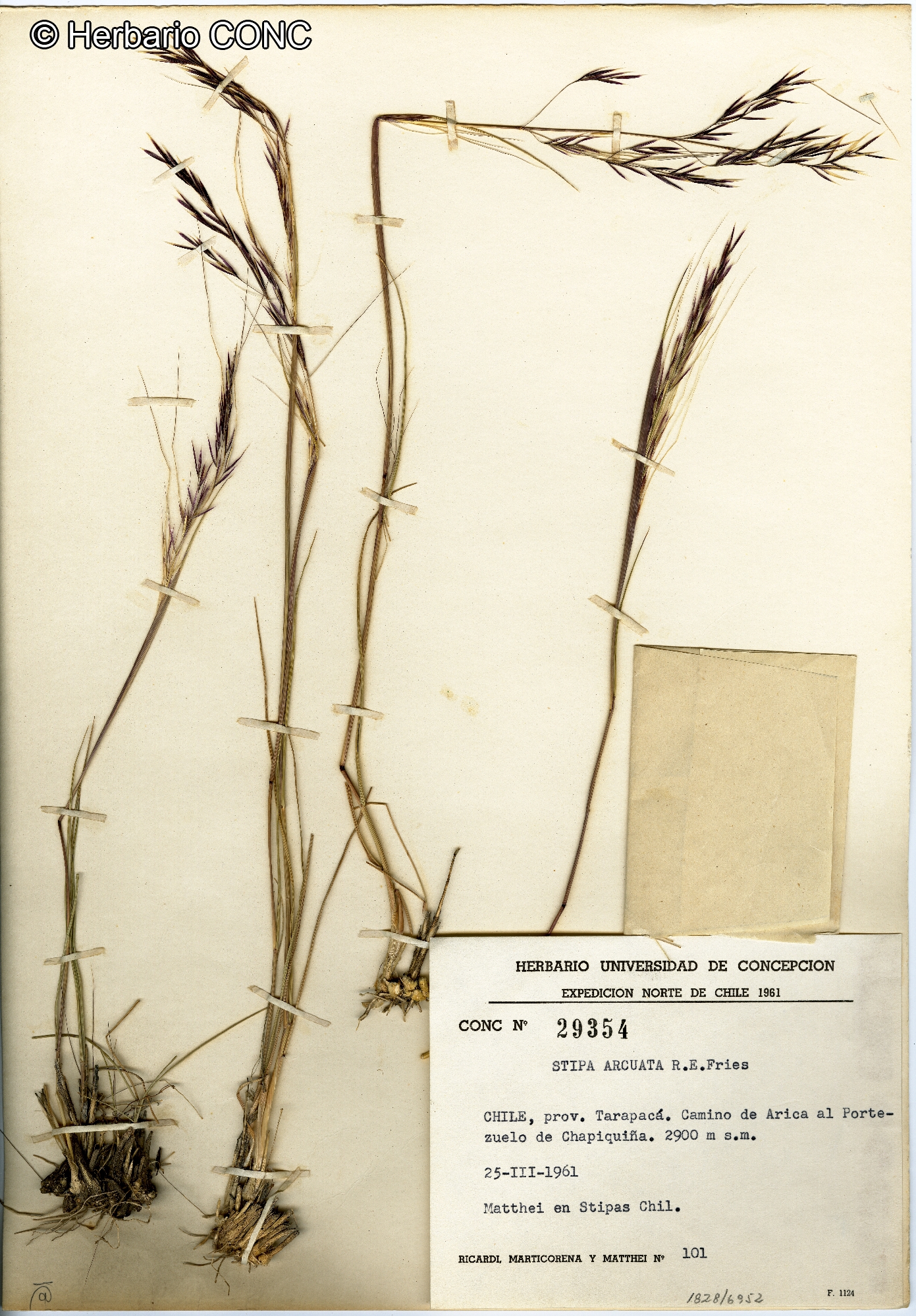 Nassella arcuata [Imagen de galería: 30202]
