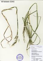 Nassella lachnophylla [Imagen de galería: 30207]