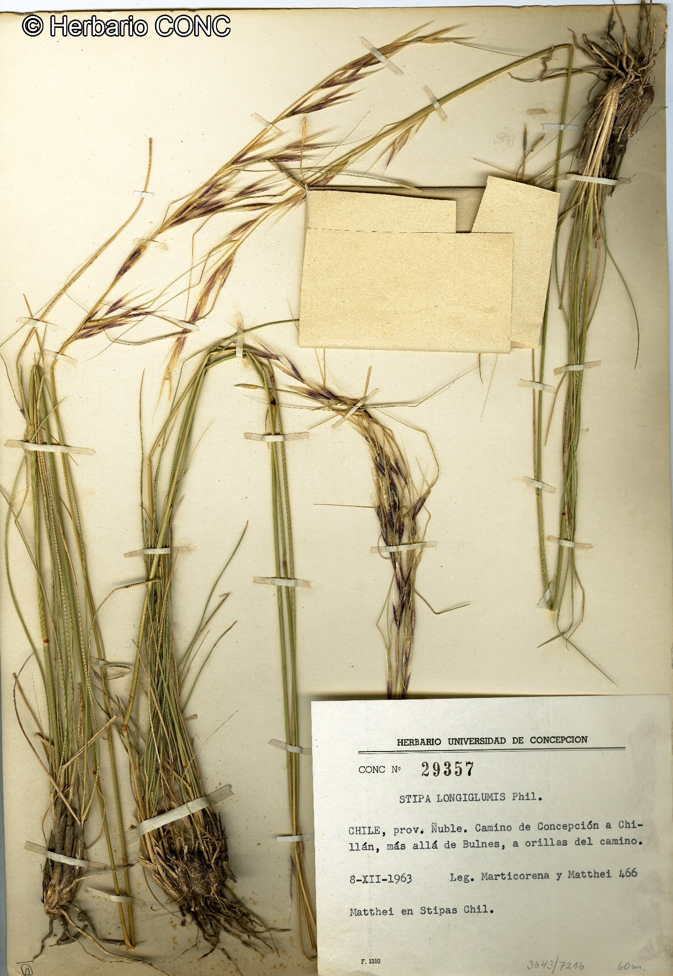 Nassella longiglumis [Imagen de galería: 30209]