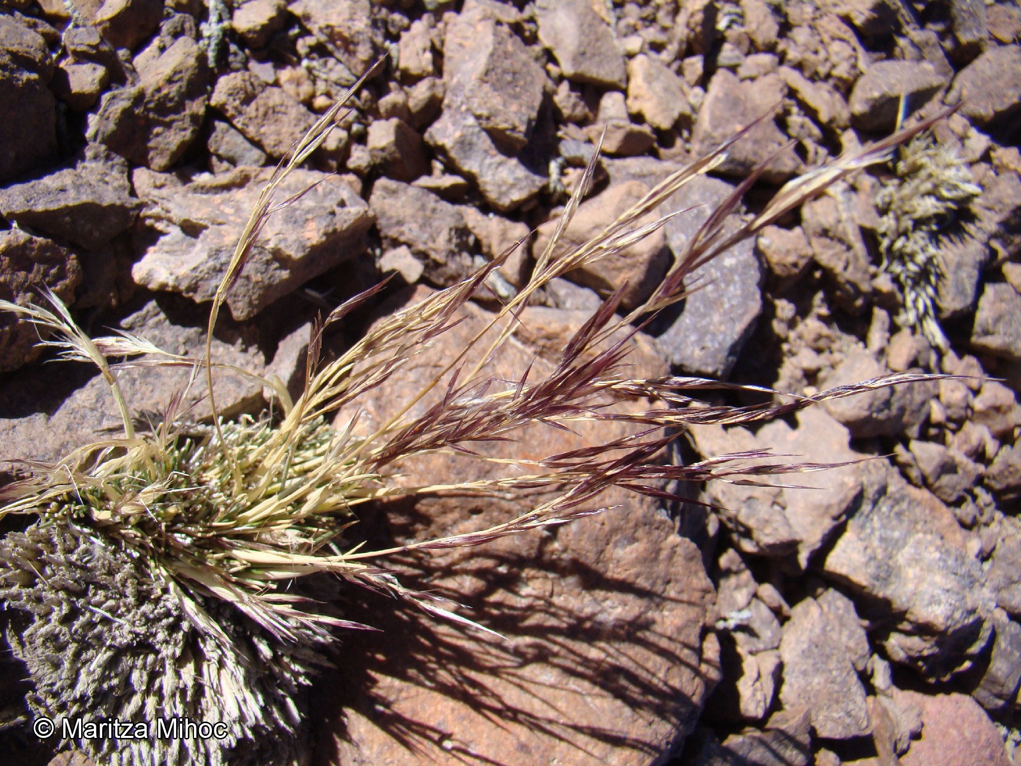 Nassella nardoides [Imagen de galería: 30212]