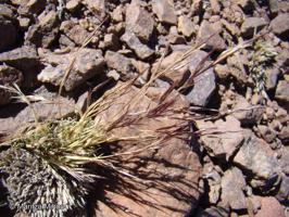Nassella nardoides [Imagen de galería: 30212]