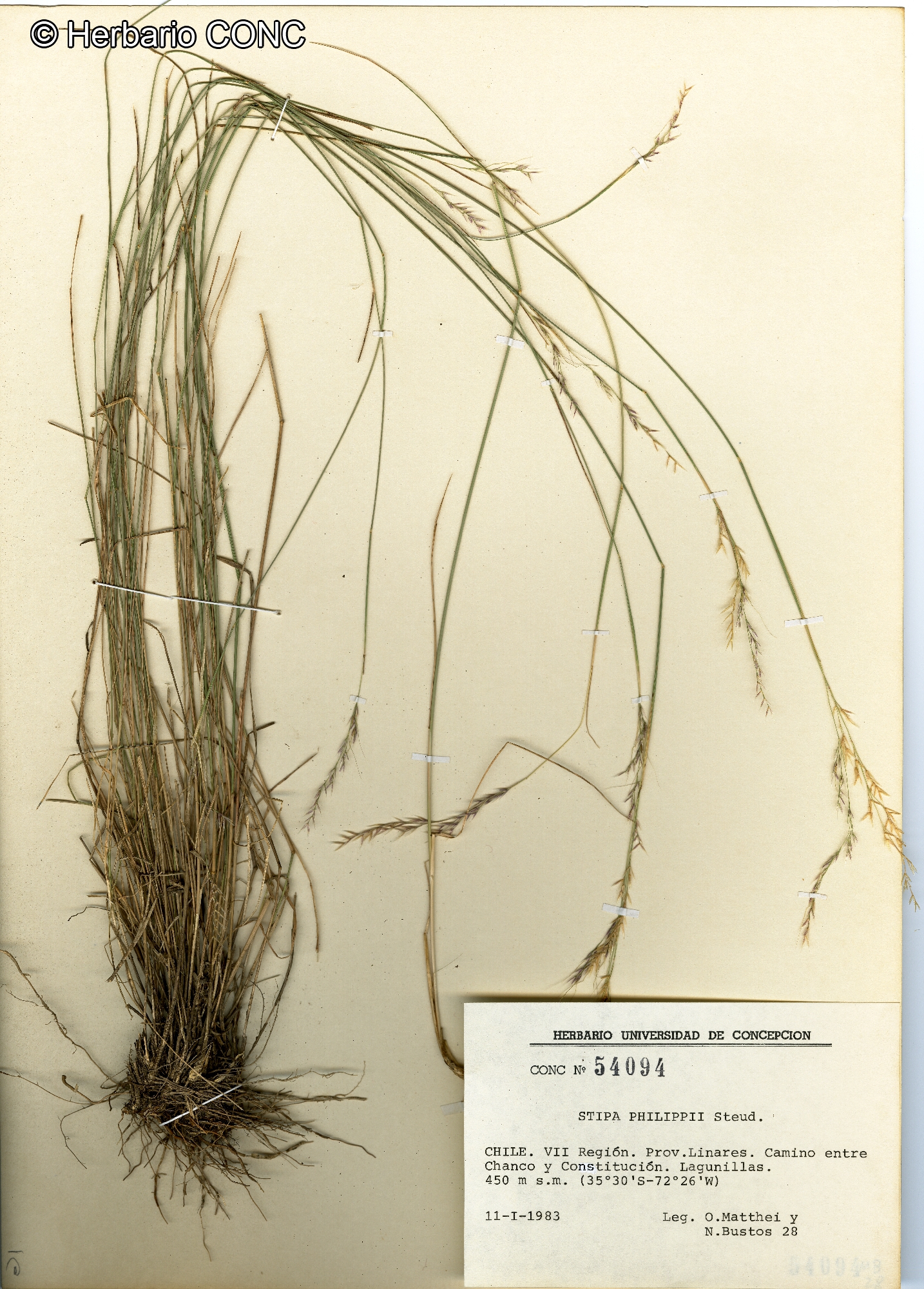 Nassella philippii [Imagen de galería: 30214]