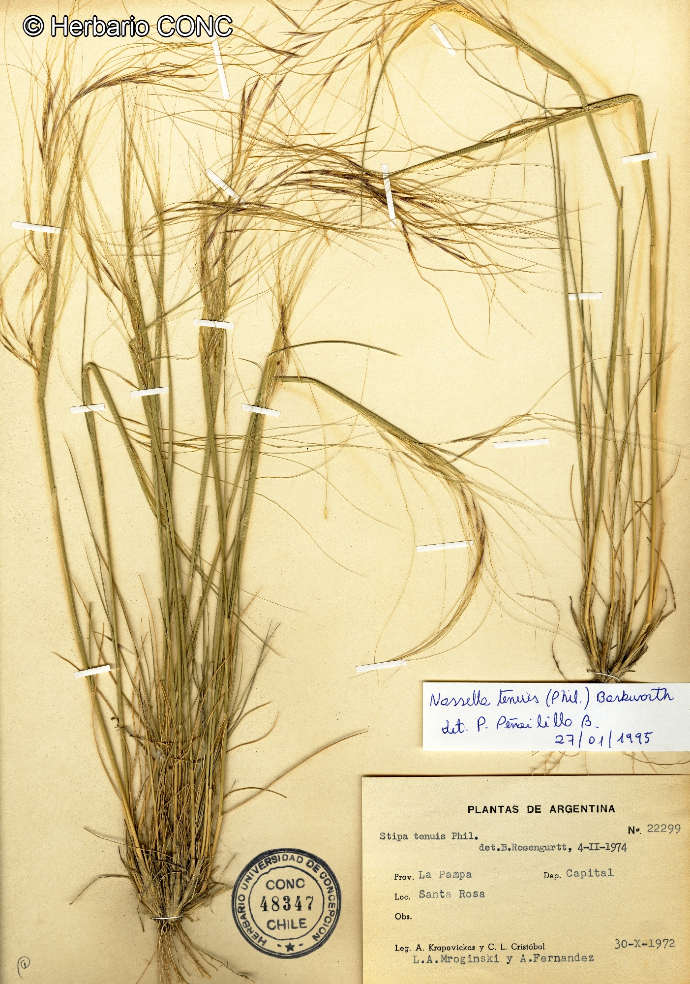 Nassella tenuis [Imagen de galería: 30218]