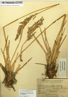 Nicoraepoa andina subsp. andina [Imagen de galería: 30219]