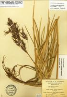 Nicoraepoa robusta [Imagen de galería: 30221]