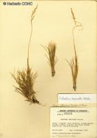 Ortachne breviseta [Imagen de galería: 30223]