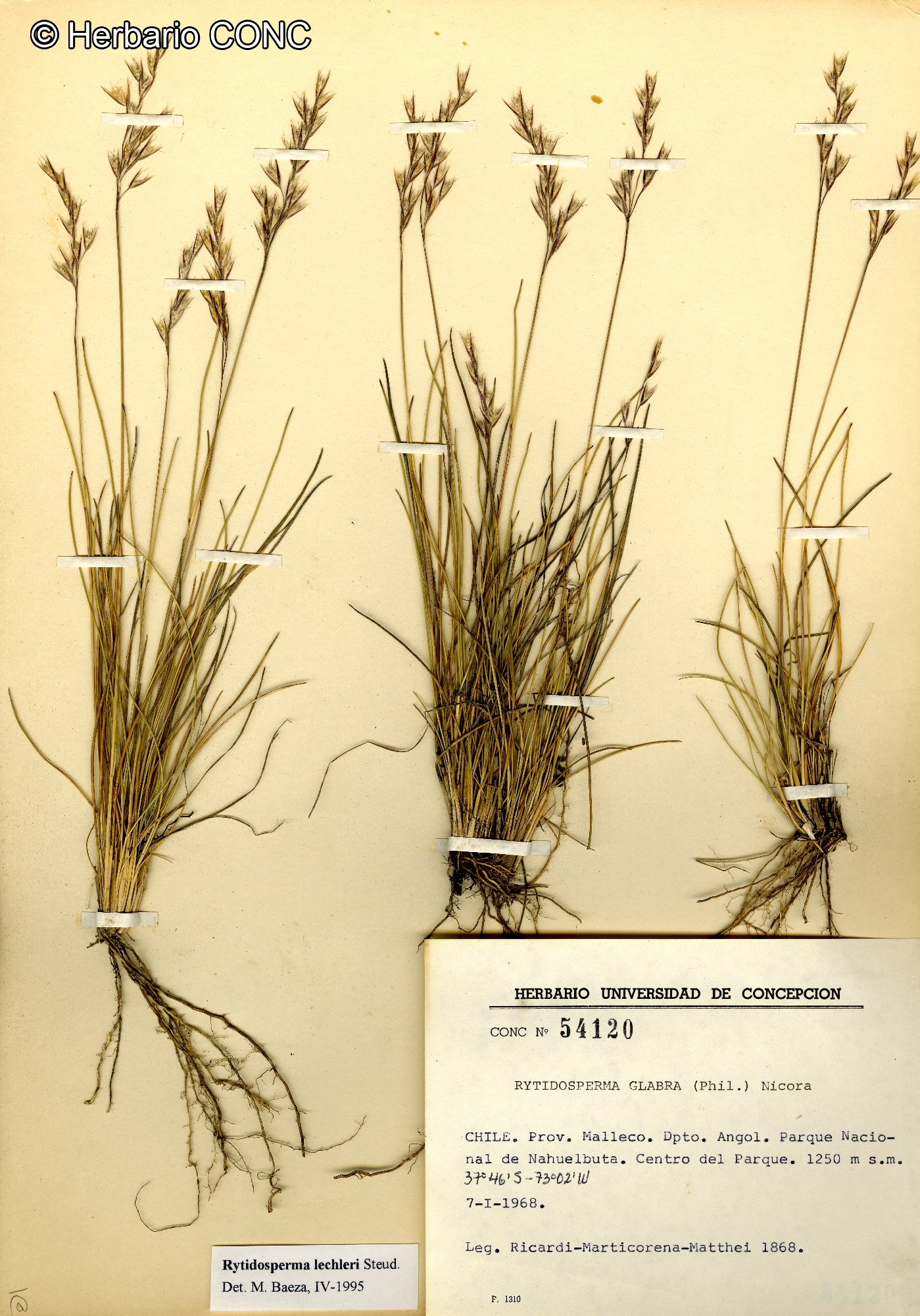 Rytidosperma lechleri [Imagen de galería: 25934]