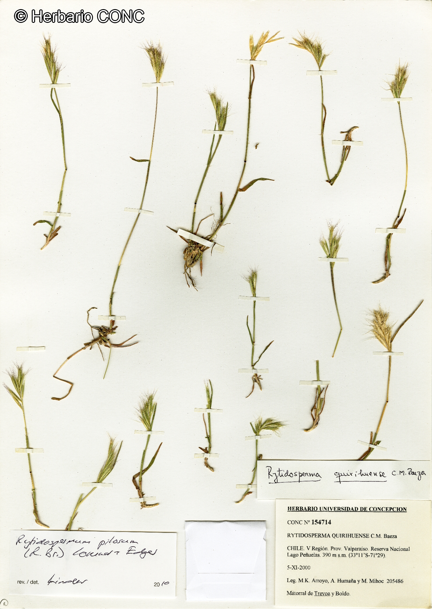 Rytidosperma quirihuense [Imagen de galería: 25935]