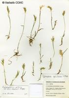 Rytidosperma quirihuense [Imagen de galería: 25935]